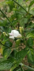 Asystasia intrusa