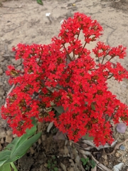 Kalanchoe