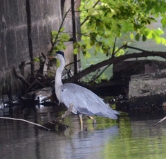 Ardea cinerea