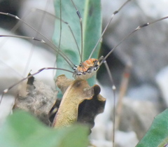 Leiobunum limbatum