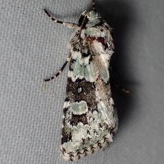 Lacinipolia