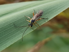 Ichneumonina