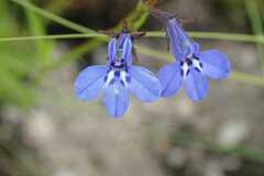 Lobelia flaccida
