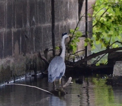 Ardea cinerea