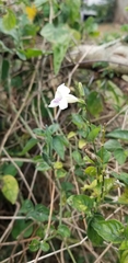 Asystasia intrusa