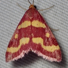 Pyrausta tyralis