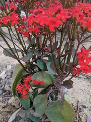 Kalanchoe