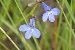 Lobelia flaccida