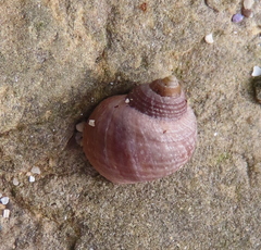 Littorina