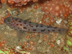 Thorogobius ephippiatus