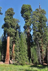 Sequoiadendron giganteum