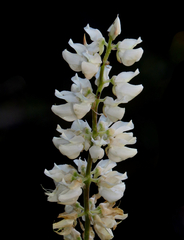 Lupinus arbustus