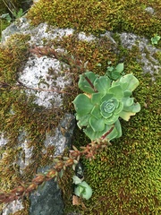 Echeveria