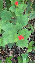 Malvaviscus arboreus