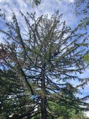 Picea abies