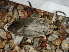 Lethocerus medius