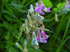 Lathyrus venetus