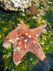 Dermasterias imbricata