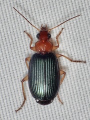 Lebia