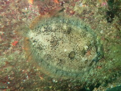 Zeugopterus punctatus