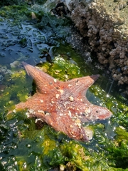 Dermasterias imbricata