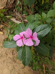 Catharanthus roseus