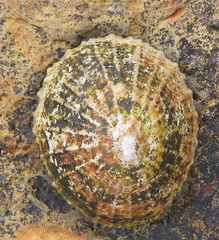 Patella vulgata
