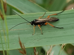 Pimpla
