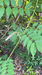 Wisteria sinensis
