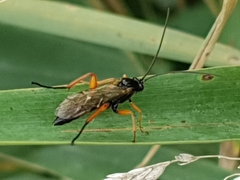 Pimpla