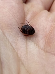 Maladera holosericea