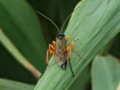 Pimpla