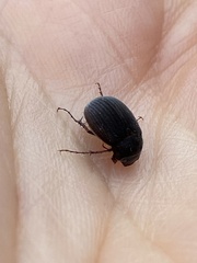 Maladera holosericea