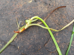 Zosteraceae
