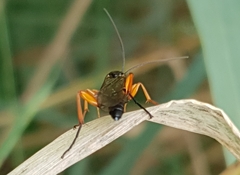 Pimpla