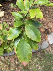 Fagaceae