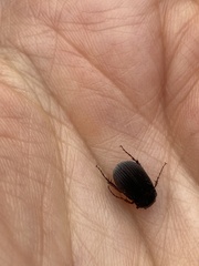 Maladera holosericea