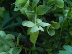 Helleborus