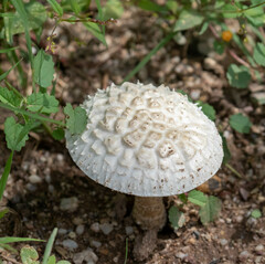 Amanita magniverrucata