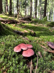 Lactarius torminosus