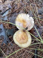 Hygrophorus flavodiscus