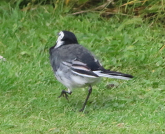 Motacilla alba yarrellii
