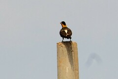 Colaptes campestris campestris