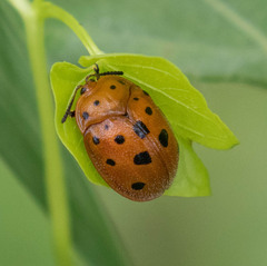 Chelymorpha phytophagica