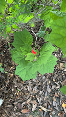 Malvaviscus arboreus