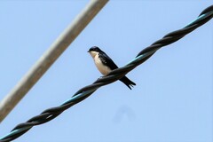Pygochelidon cyanoleuca