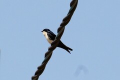 Pygochelidon cyanoleuca