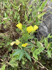 Oenothera biennis
