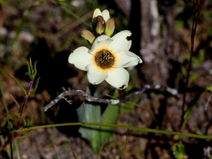 Ixia abbreviata