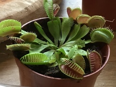Dionaea muscipula